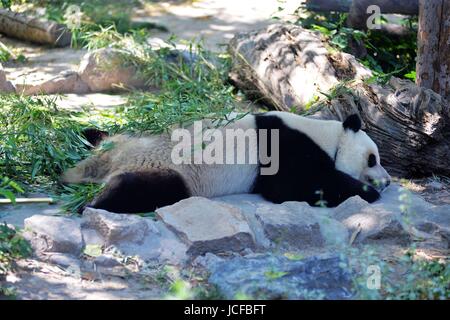 De Pékin, Pékin, Chine. 9 juin, 2017. Beijing, Chine - Juin 2017 9 Éditorial : (UTILISER SEULEMENT. Chine OUT) .un panda bénéficie d'un été frais au Zoo de Beijing, le 09 juin, 2017.Le Zoo de Beijing prendre diverses mesures pour fournir un environnement frais pour les animaux. Crédit : SIPA Asie/ZUMA/Alamy Fil Live News Banque D'Images