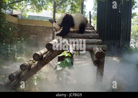 De Pékin, Pékin, Chine. 9 juin, 2017. Beijing, Chine - Juin 2017 9 Éditorial : (UTILISER SEULEMENT. Chine OUT) .un panda bénéficie d'un été frais au Zoo de Beijing, le 09 juin, 2017.Le Zoo de Beijing prendre diverses mesures pour fournir un environnement frais pour les animaux. Crédit : SIPA Asie/ZUMA/Alamy Fil Live News Banque D'Images