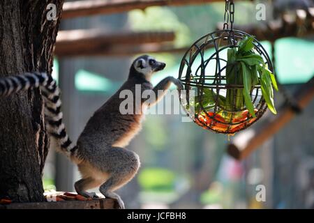 De Pékin, Pékin, Chine. 9 juin, 2017. Beijing, Chine - Juin 2017 9 Éditorial : (UTILISER SEULEMENT. Chine OUT) .un panda bénéficie d'un été frais au Zoo de Beijing, le 09 juin, 2017.Le Zoo de Beijing prendre diverses mesures pour fournir un environnement frais pour les animaux. Crédit : SIPA Asie/ZUMA/Alamy Fil Live News Banque D'Images