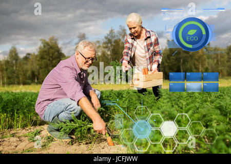 Couple fort de carottes sur farm Banque D'Images