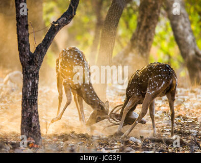 Deux cerfs se battent l'un l'autre pendant la saison d'accouplement dans la nature. Inde. Parc national de Ranthambore. Banque D'Images