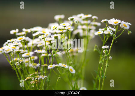 Marguerites jaunes et blanches prises dans un parc à Shanghai au cours de l'été. Banque D'Images