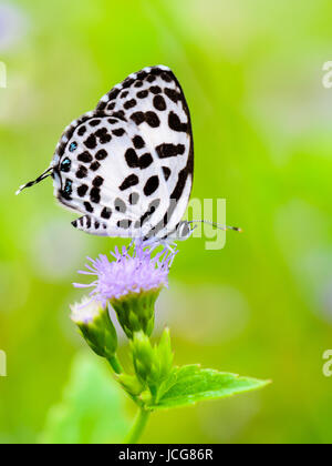 Close up petit papillon blanc avec des taches noires sur la fleur de l'herbe, Pierrot ou Castalius rosimon commun Banque D'Images