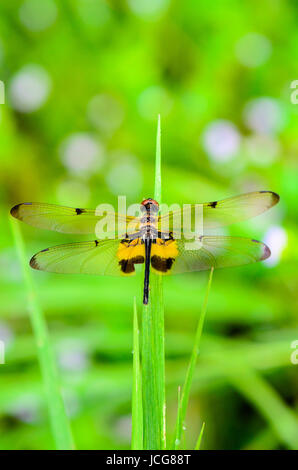 Libellule avec des marques jaunes et noires sur les ailes se reposant sur une feuille d'herbe, Rhyothemis Phyllis ou Flutterer Barré jaune Banque D'Images