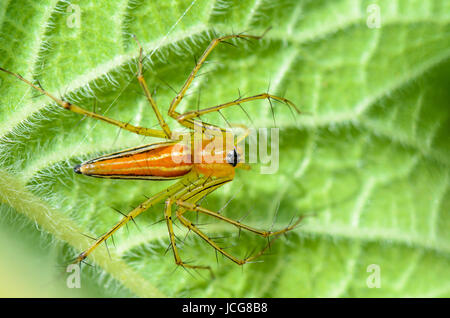 Orange mâle araignée Lynx ou Oxyopes Quadrifasciatus sur les feuilles vertes Banque D'Images