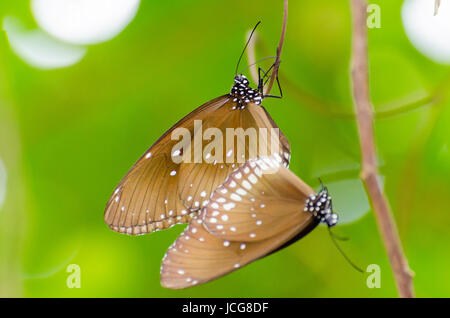 Papillon ( Penthema Kaiser noir binghami ) l'accouplement dans la brousse prises à partir de la Thaïlande Banque D'Images