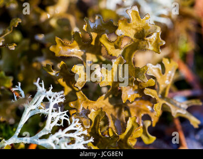 Le lichen d'islande (Cetraria islandica) Banque D'Images