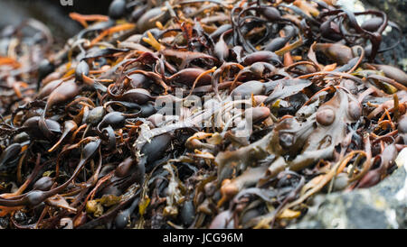 Algues fucus vésiculeux lavés sur une plage de galets en Ecosse Banque D'Images