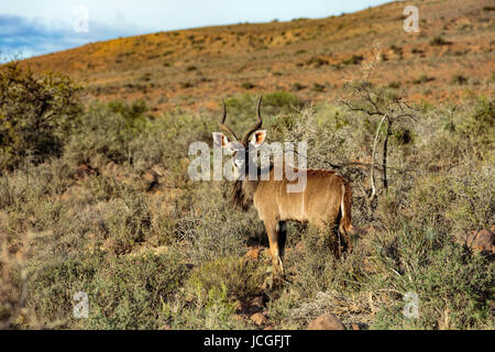 Seul mâle grand koudou (Tragelaphus strepsiceros) montrant un portrait complet du corps, Karoo National Park - Afrique du Sud Banque D'Images