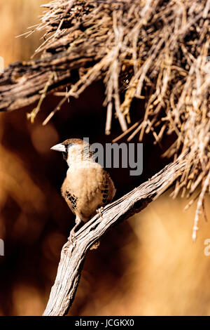 Homme célibataire Sociable Weaver (Philetairus socius) perché sur une branche par son nid. Kgalagadi Transfrontier Park - Afrique du Sud. Banque D'Images