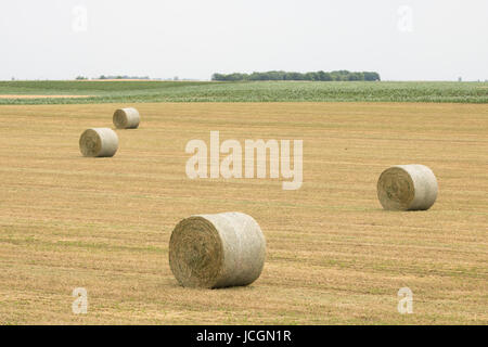 Rouleaux de foin dans les champs Banque D'Images