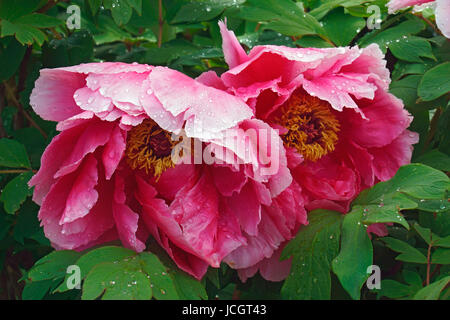 La pivoine (Paeonia suffruticosa arbre). Appelé aussi pivoine japonaise Banque D'Images