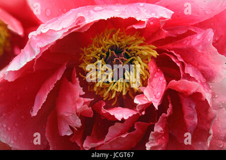 La pivoine (Paeonia suffruticosa arbre). Appelé aussi pivoine japonaise Banque D'Images