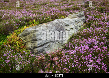 Heather en fleurs sur le rien Moor, Yorkshire Dales Banque D'Images