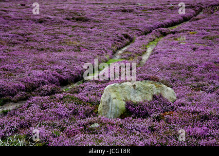 Heather en fleurs sur le rien Moor, Yorkshire Dales Banque D'Images