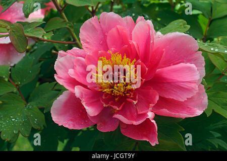 La pivoine (Paeonia suffruticosa arbre). Appelé aussi pivoine japonaise Banque D'Images