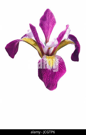 John Wood iris (Iris versicolor) John Wood. Poignard appelé fleur, Iris d'eau et le foie aussi lily. Image de flower isolated on white Banque D'Images