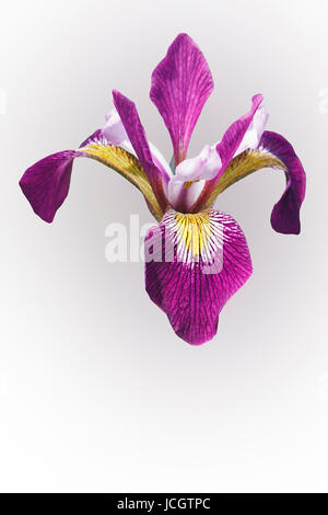 John Wood iris (Iris versicolor) John Wood. Poignard appelé fleur, Iris d'eau et le foie aussi lily. Image de flower isolated on white Banque D'Images