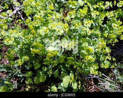 Vert floraison au printemps, de l'Euphorbe ésule (Tithymalus esula), (Euphorbia esula) Banque D'Images