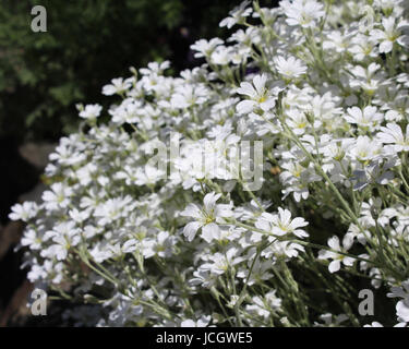 Les fleurs d'un blanc éclatant de Cerastium tomentosum aussi connu comme la neige en été. Banque D'Images