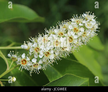 Les fleurs blanches décoratives de Prunus serotina également connu sous le nom de cerise noire sauvage ou la montagne. Banque D'Images