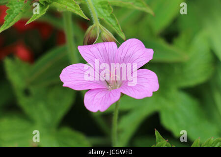 Géranium sanguin Geranium flower rose unique, Wargrave Pink, Geranium endressi fleurit en été sur un tissu de fond vert naturel. Banque D'Images