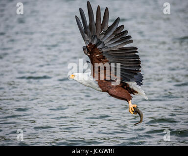 African fish eagle en vol avec le poisson dans ses griffes. L'Afrique de l'Est. L'Ouganda. Grande illustration. Banque D'Images