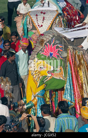 Décoré d'éléphants indiens (Elephas maximus indicus) parmi une foule de gens à l'assemblée annuelle de l'elephant festival à Jaipur, Rajasthan, Inde. Banque D'Images