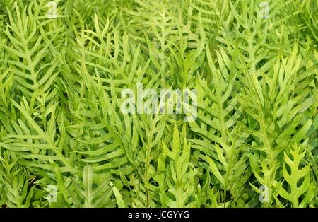 Motif d'arrière-plan, horizontal de Polypodium feuilles vert Diversifolium texturé ou Bush l'arrière-plan. Banque D'Images