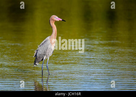 Aigrette garzette (Egretta rufescens rougeâtre) pataugeant dans l'eau Banque D'Images