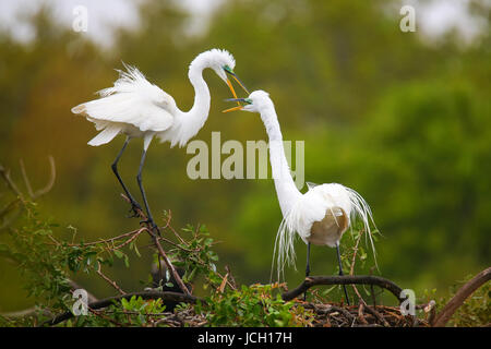 Les Grandes Aigrettes (Ardea alba) dans un nid Banque D'Images