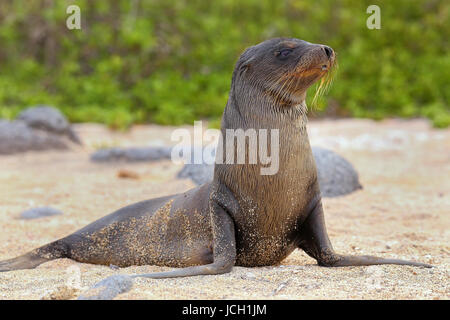 Jeune lion de mer Galapagos sur la plage (Zalophus wollebaeki) sur l'île Seymour Nord, Parc National des Galapagos, Equateur Banque D'Images