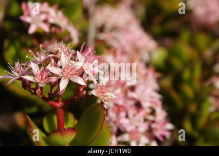 Crassula ovata en fleur Banque D'Images