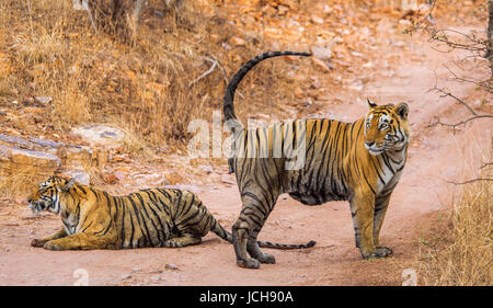 Tigre du Bengale mâle et femelle jouant ensemble dans le parc national de Ranthambore. Inde. Banque D'Images