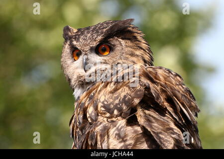 Grand owl (Bubo bubo) gros plan de la tête, faisant face à l'objectif. Banque D'Images