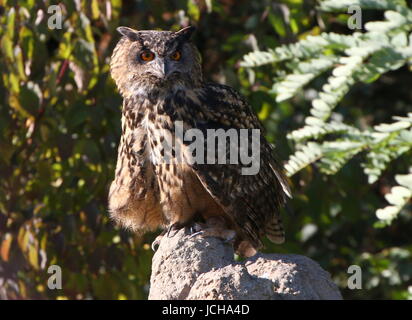 Grand owl (Bubo bubo) gros plan de la tête, faisant face à l'objectif. Banque D'Images