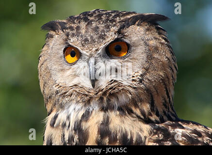 Grand owl (Bubo bubo) gros plan de la tête, faisant face à l'objectif. Banque D'Images