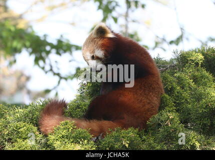 Panda rouge asiatique somnolent (Ailurus fulgens) dans un arbre, prêt à faire une sieste. Banque D'Images