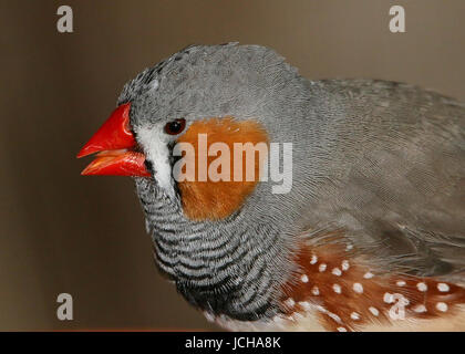 Gros plan extrême de la tête d'un Australian diamant mandarin (Taeniopygia guttata). Banque D'Images