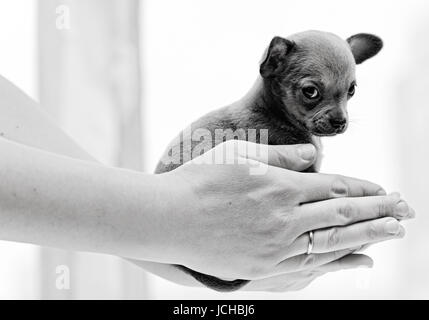 Chihuahua chiot dans les mains Banque D'Images