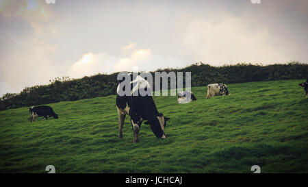 Le pâturage des vaches sur un champ vert.Açores, Portugal Banque D'Images
