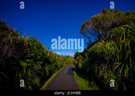 Sentier asphalté à travers forêt tropicale avec des arbres dans l'île du sud, en Nouvelle-Zélande. Banque D'Images