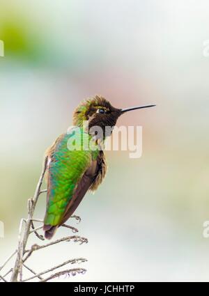 Vue de profil d'un petit Colibri d'Anna assis sur un perchoir. Distinctif pour ses longues, droites et minces, bec rouge irisé, couronne et gorgerin, iridecent vert bronze, dos gris, brun et ventre de loi. Banque D'Images