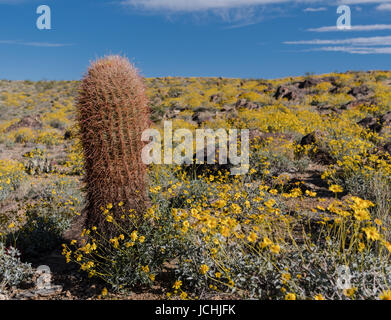 Grand Baril Cactus dans domaine de la Californie durant le super Brittlebush bloom Banque D'Images