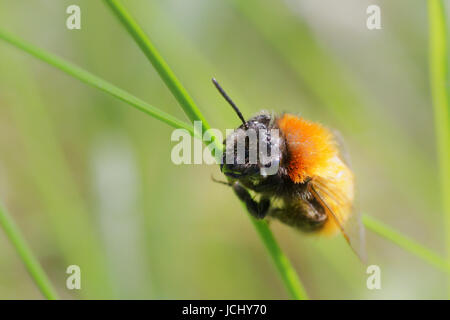 Une femme tawny mining bee reposant sur une tige d'herbe Banque D'Images
