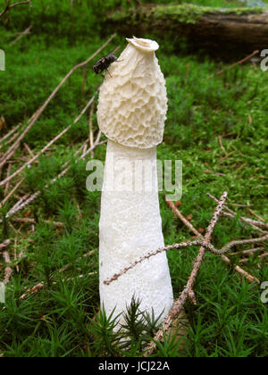 Un champignon commun phalle impudique avec fly sur elle dans l'ambiance moussue naturelles Banque D'Images