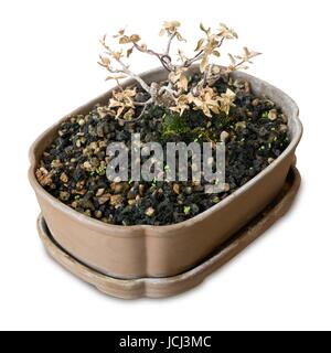 Houseplant, sec de Bonsai en cache-pot pour décoration de jardin isolé sur fond blanc. Banque D'Images