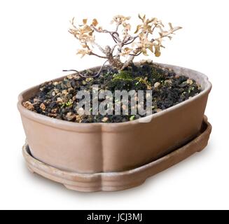 Houseplant, beaux Bonsaï arbre sec dans un pot de fleurs pour décoration de jardin isolé sur fond blanc. Banque D'Images