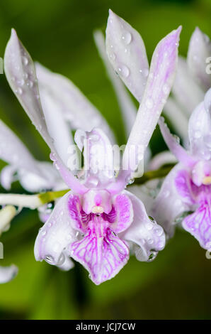 Close up hybrides d'Orchidées Dendrobium est blanc avec rayures roses en Thaïlande Banque D'Images