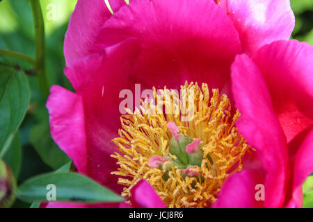 Close Up Pivoine Rose Capitule avec pistil et Staminas, pivoine Fest Banque D'Images